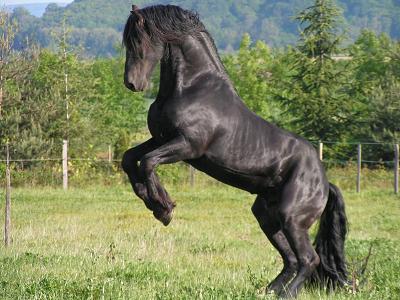 Les Frisons de la Chevalerie » The Friesian